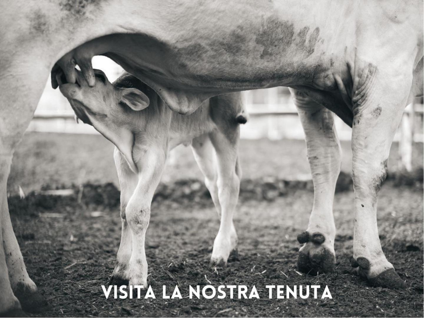Apartmán Poggio Cornetto Bibbona Exteriér fotografie